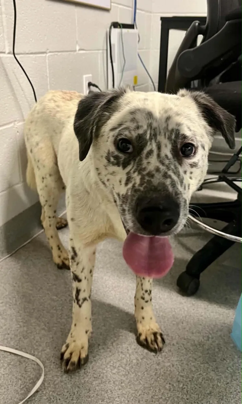 A young medium-sized male Mixed Breed dog named Romeo for adoption in Moundsville, WV