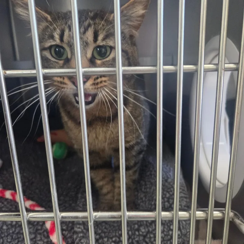 An adult medium-sized female Gray / Blue / Silver Domestic Medium Hair cat named Tina for adoption in Fort Bragg, CA