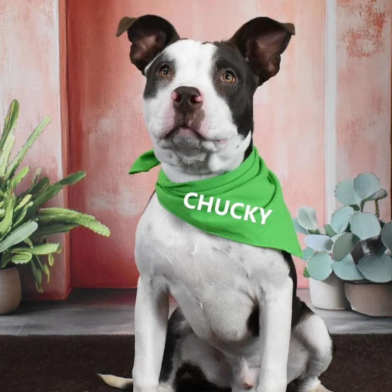 A young medium-sized male Black Pit Bull Terrier dog named Chucky for adoption in Yuma, AZ
