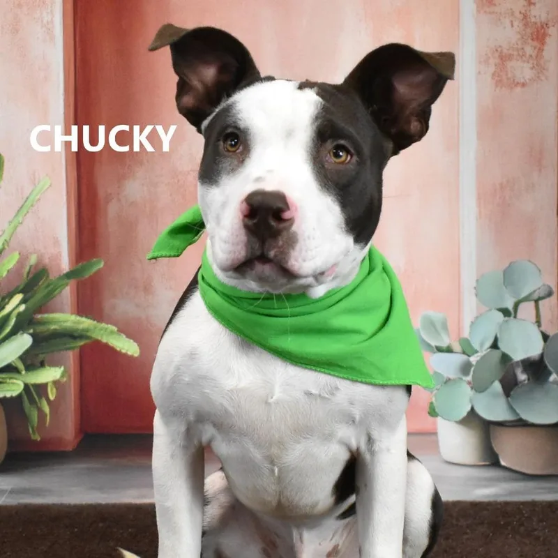 Chucky thumbnail 2