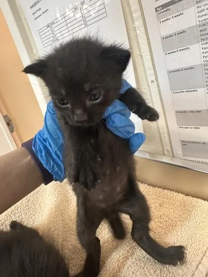 A baby small-sized male Domestic Short Hair cat named Ontario for adoption in Roseville, CA