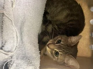 A young large-sized female Domestic Short Hair cat named Jewel for adoption in Kent, WA