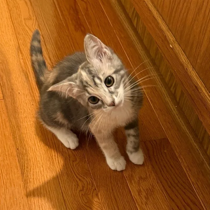 A baby small-sized female Calico Domestic Short Hair cat named Gnat for adoption in Gibsonia, PA