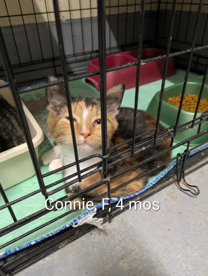 A young small-sized female Tortoiseshell Domestic Short Hair cat named Connie for adoption in Bedford, VA