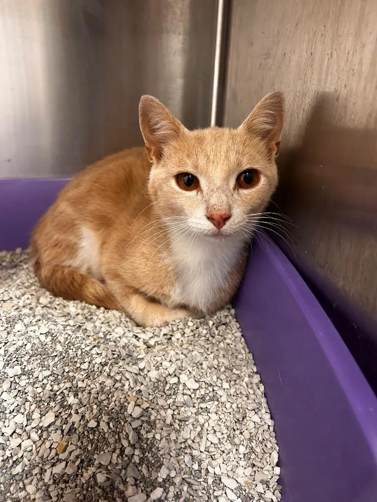 A young medium-sized male Domestic Short Hair cat named Mr. Clint for adoption in Greeneville, TN