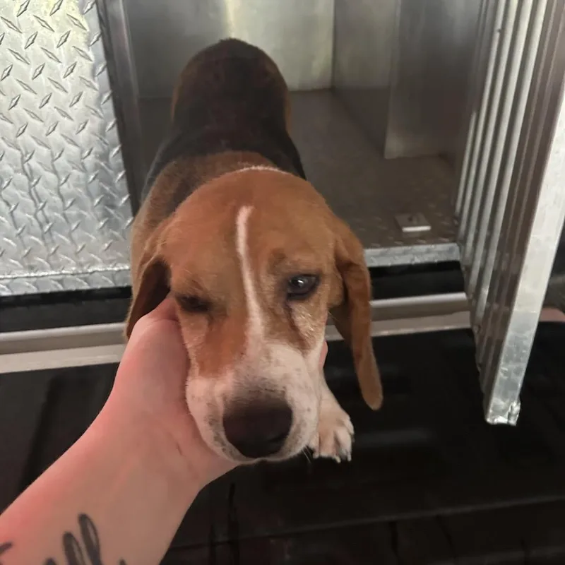 PCSO AssistAllensville Rd Stray