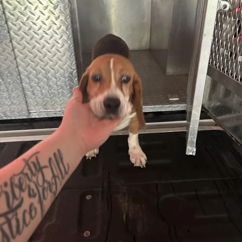 PCSO AssistAllensville Rd Stray thumbnail 2