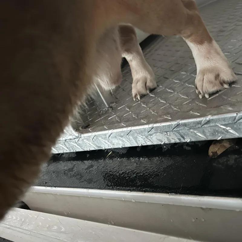 PCSO AssistAllensville Rd Stray thumbnail 3