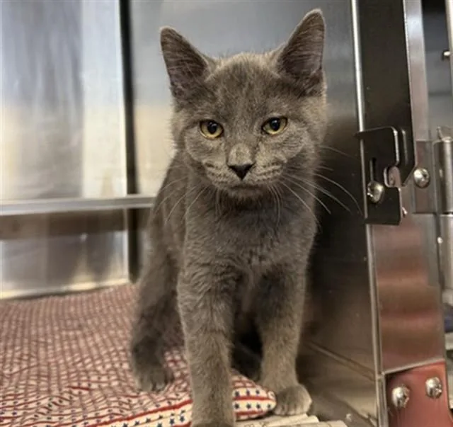 A baby medium-sized male Domestic Short Hair cat named Milo for adoption in Aurora, IL