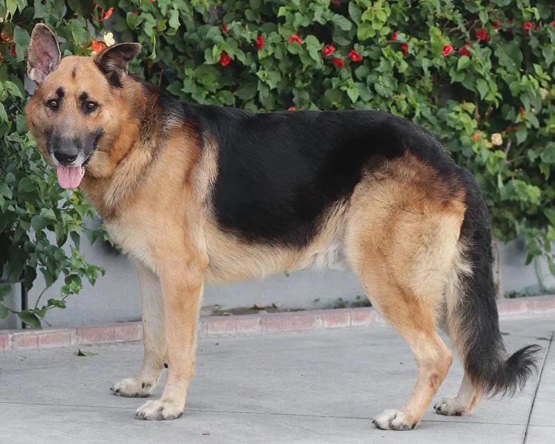 A young large-sized male Black German Shepherd Dog dog named Legend von Leezdorf for adoption in Los Angeles, CA