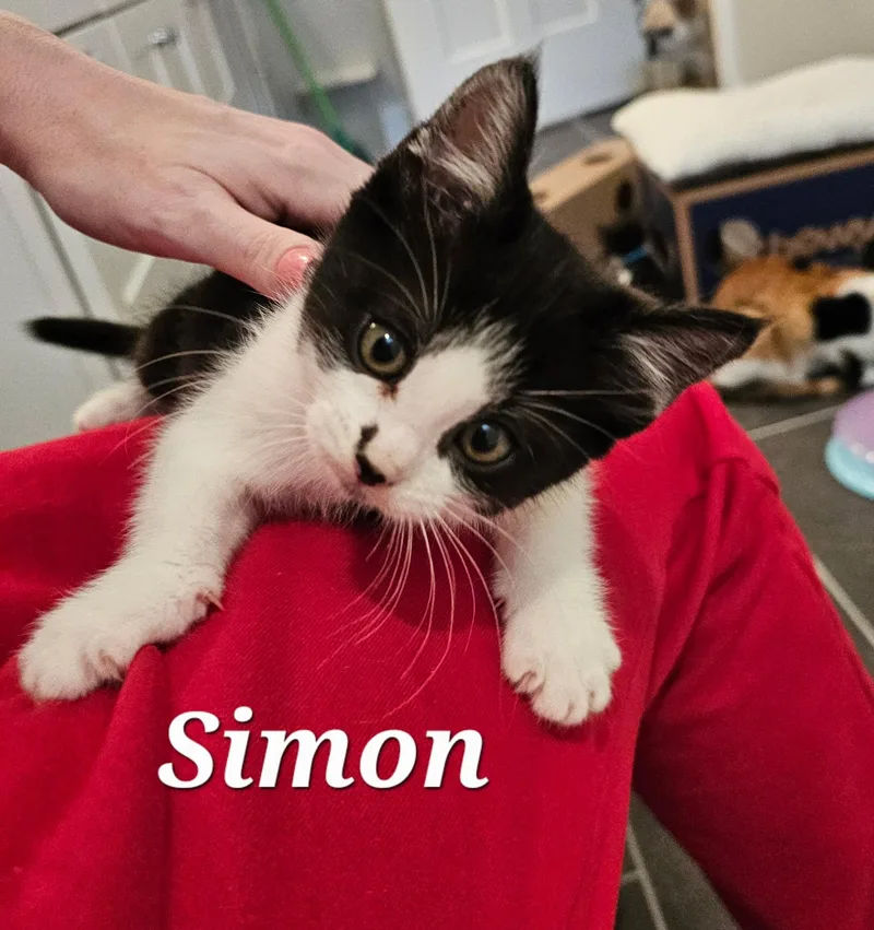 A baby medium-sized male Black & White / Tuxedo Domestic Short Hair cat named Simon for adoption in Pasco, WA