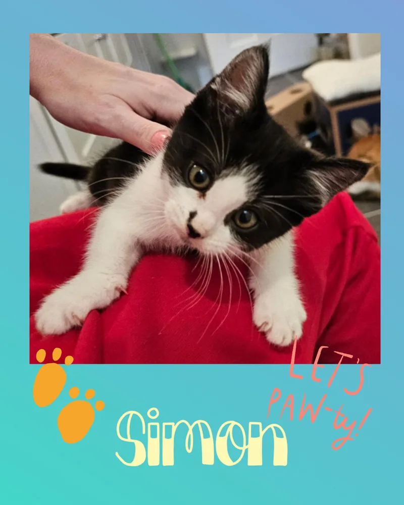 Simon thumbnail 2
