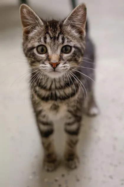 A baby small-sized female Domestic Short Hair cat named Blossom for adoption in Verona, WI