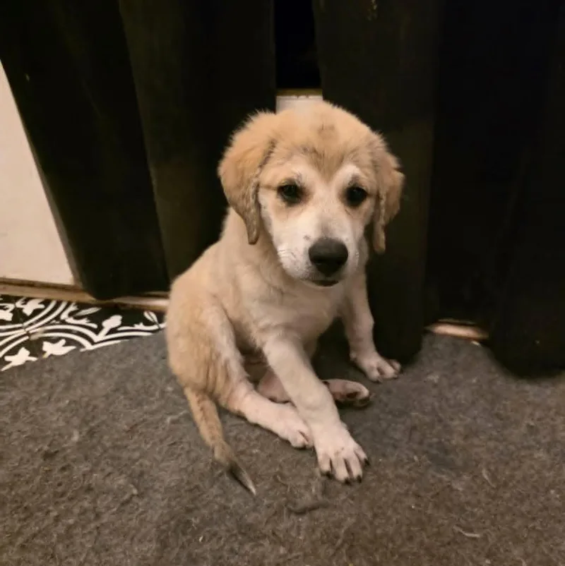 Lily SAT