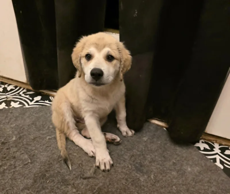 Lily SAT thumbnail 5
