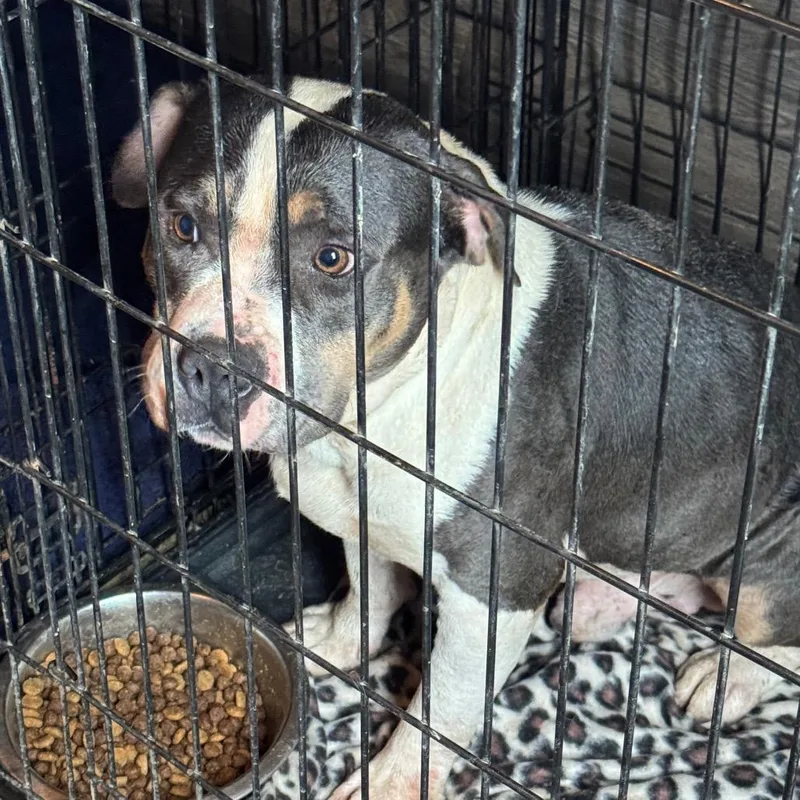 An adult medium-sized male Black American Bulldog dog named Rocky for adoption in Anahuac, TX