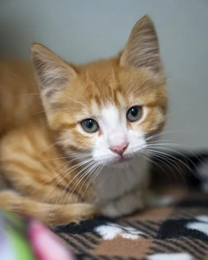 A baby small-sized female Domestic Short Hair cat named Jovie for adoption in Pequot Lakes, MN