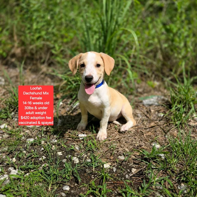 A baby small-sized female Dachshund dog named Loofah for adoption in Oviedo, FL