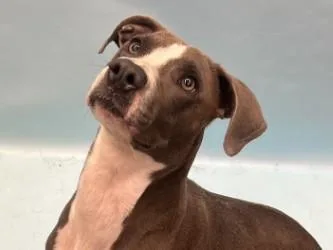 An adult medium-sized female Terrier dog named Kiki for adoption in Woodbury, MN
