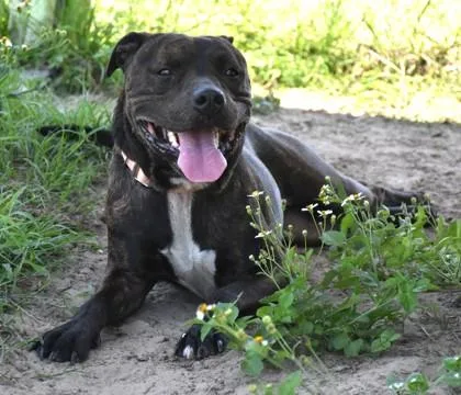 Tank