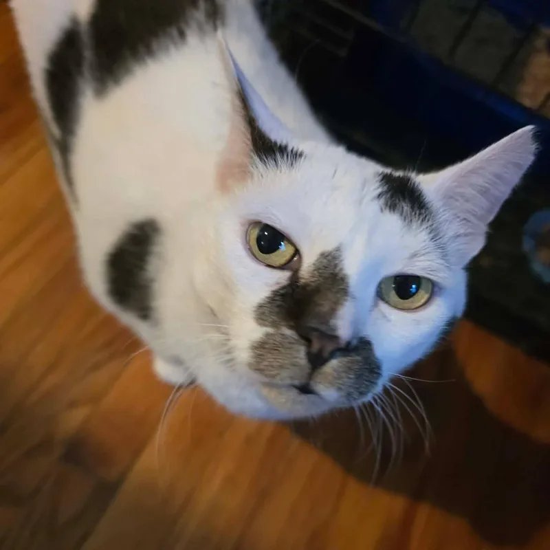 An adult large-sized male White Domestic Short Hair cat named Mario for adoption in Huntington, NY