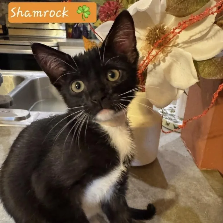 A baby small-sized female Black & White / Tuxedo Domestic Short Hair cat named Shamrock for adoption in Bentonville, AR