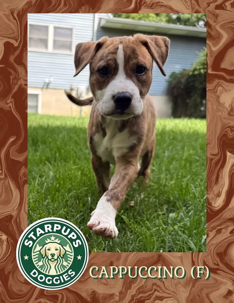 A baby medium-sized female Brown / Chocolate Shepherd dog named Cappuccino for adoption in Lewis Center, OH