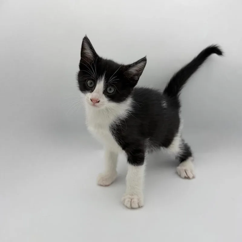 A baby medium-sized male Domestic Short Hair cat named Udon for adoption in State College, PA