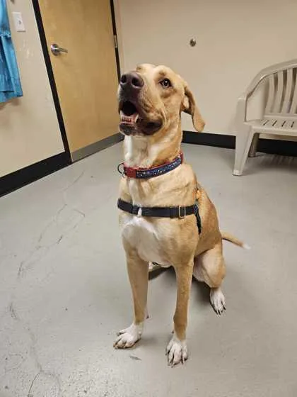 A young large-sized male Golden Labrador Retriever dog named Ziggy for adoption in Bellingham, WA