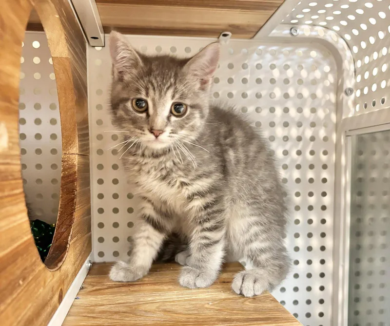 A baby small-sized male Domestic Short Hair cat named Viserion for adoption in Mission Viejo, CA