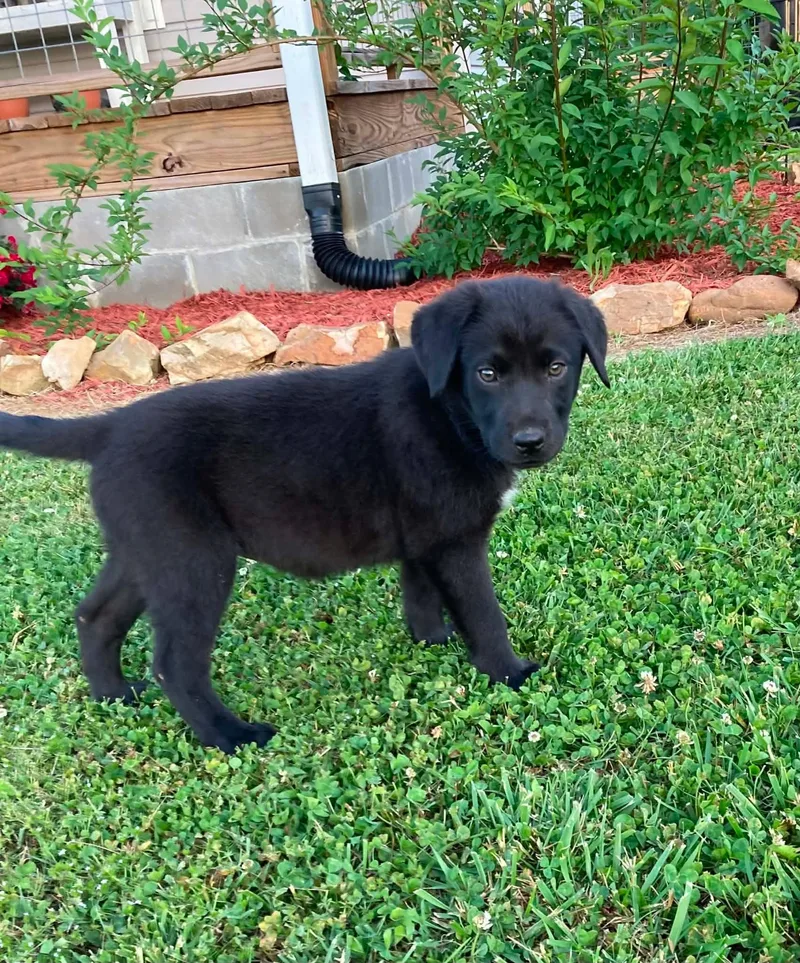 A baby medium-sized female Black Labrador Retriever dog named Shirley for adoption in Fort Payne, AL