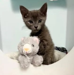 A baby medium-sized male Domestic Short Hair cat named Logan Leschi for adoption in Shoreline, WA