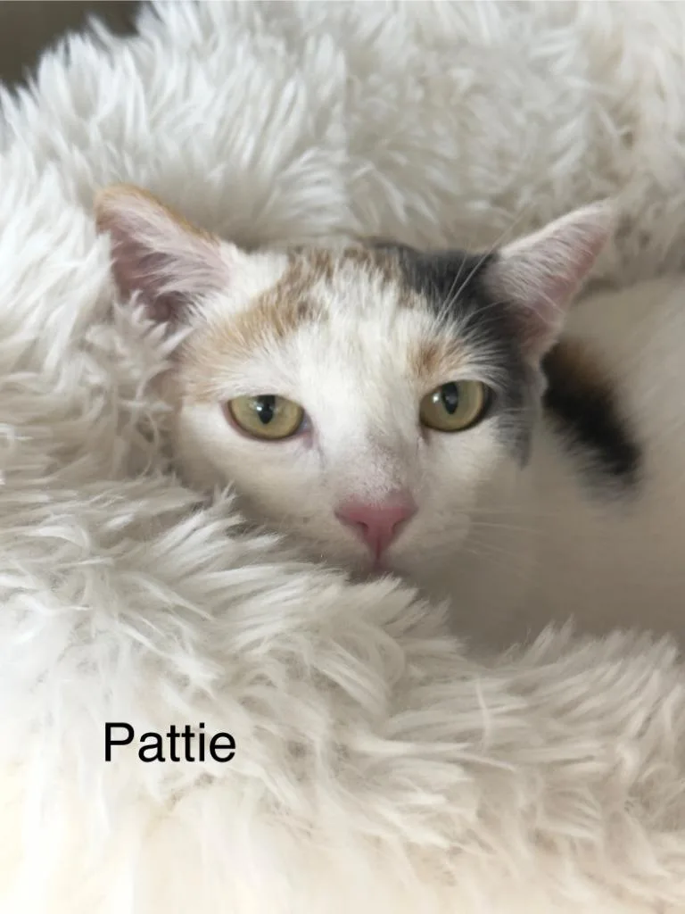 A young medium-sized female Calico cat named Pattie for adoption in San Pedro, CA