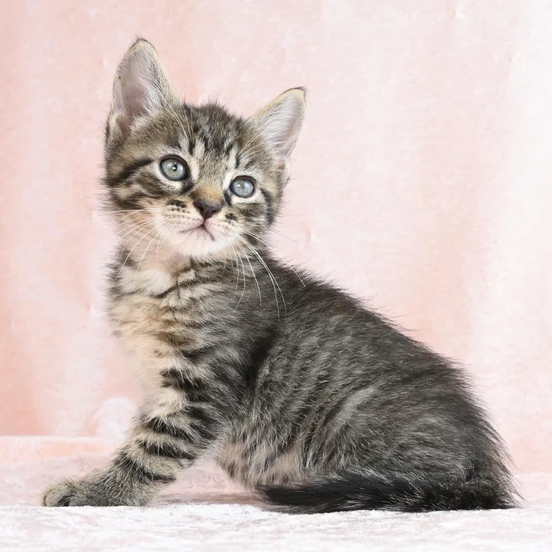 A baby small-sized male Brown / Chocolate Domestic Medium Hair cat named Alex for adoption in Mobile, AL