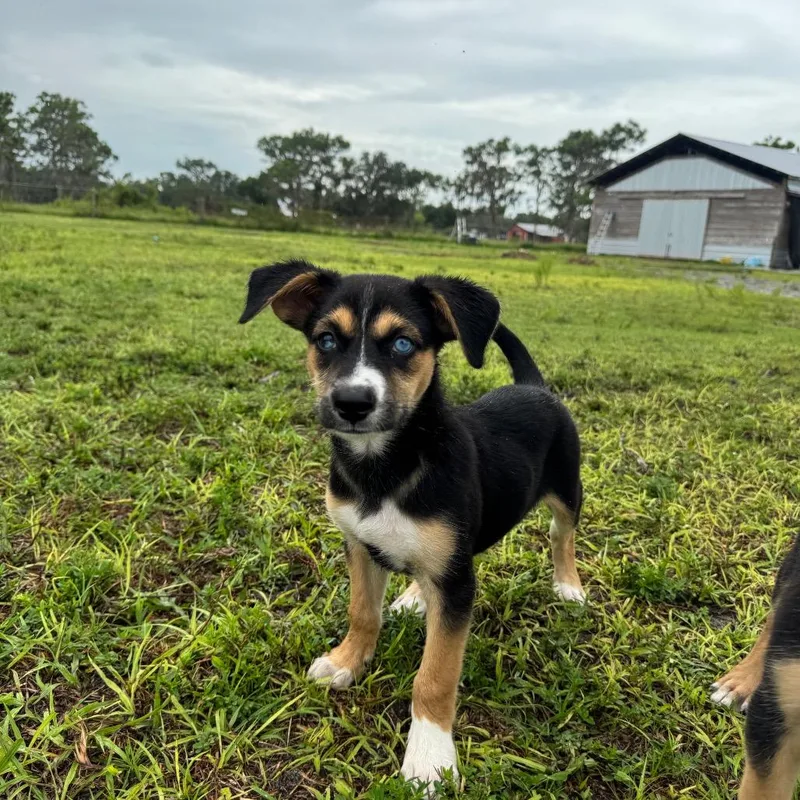 A baby medium-sized male Husky dog named Slade for adoption in Myakka City, FL