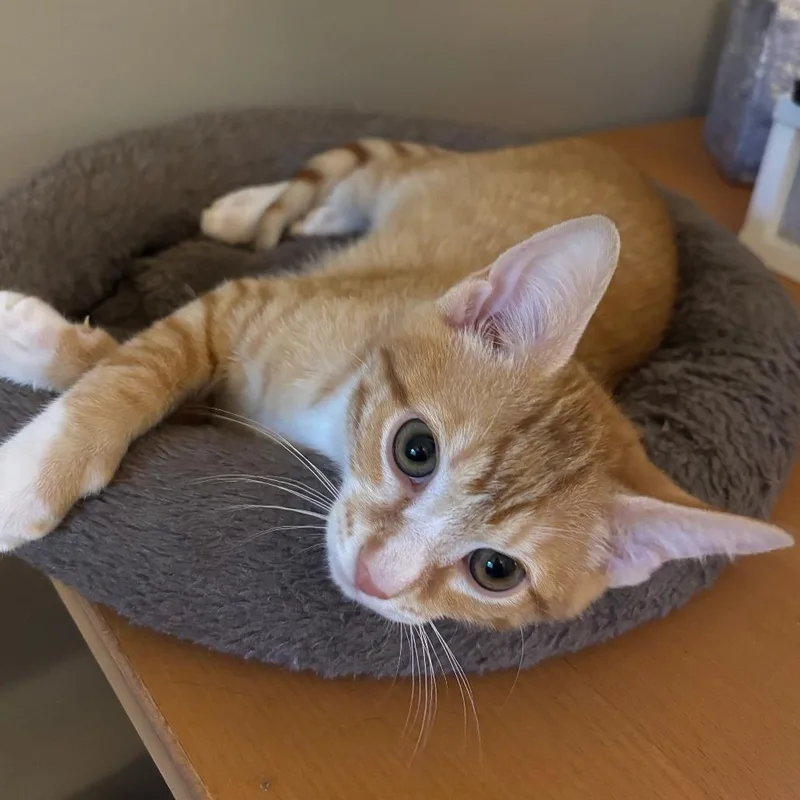 A baby small-sized male Orange / Red Domestic Short Hair cat named Spidey for adoption in Wakefield, MA