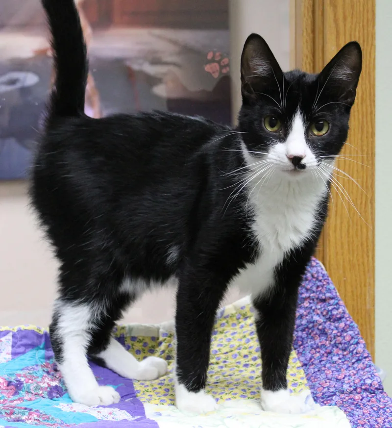 A young medium-sized male Tuxedo cat named Purrseus for adoption in Portage, WI