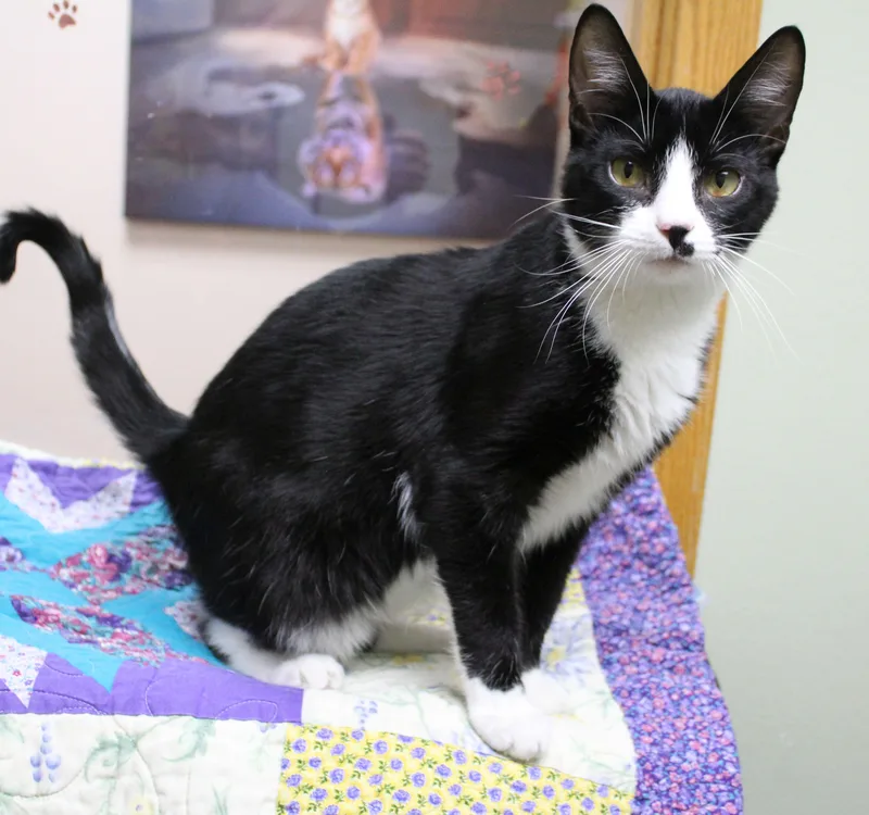 Purrseus thumbnail 2
