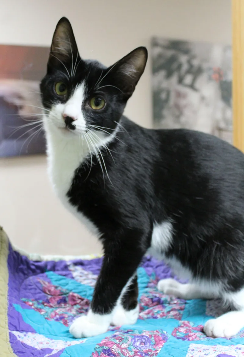 Purrseus thumbnail 3