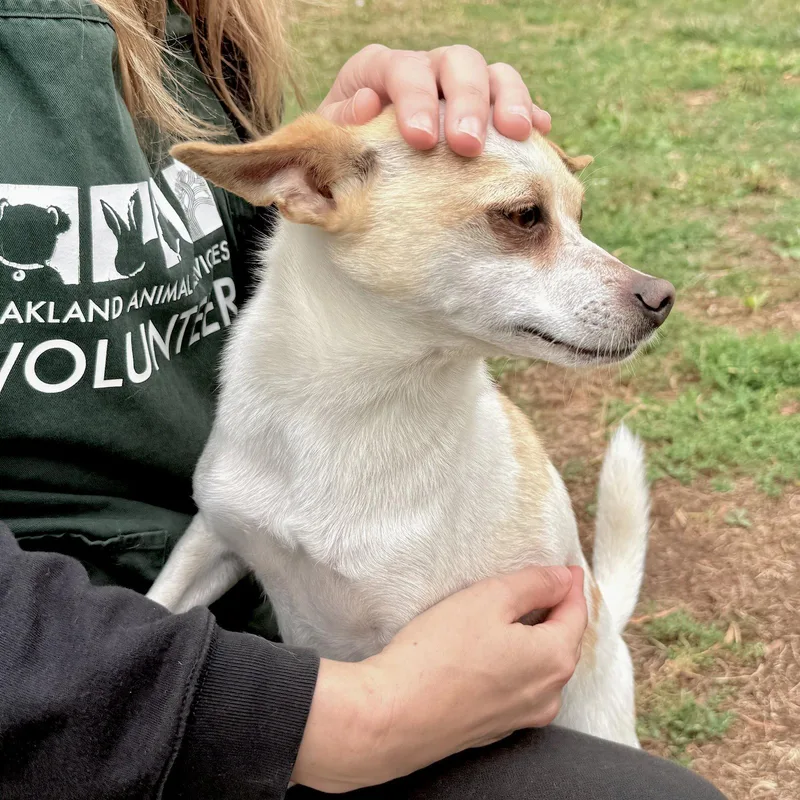 An adult small-sized male Chihuahua dog named Pete for adoption in Oakland, CA