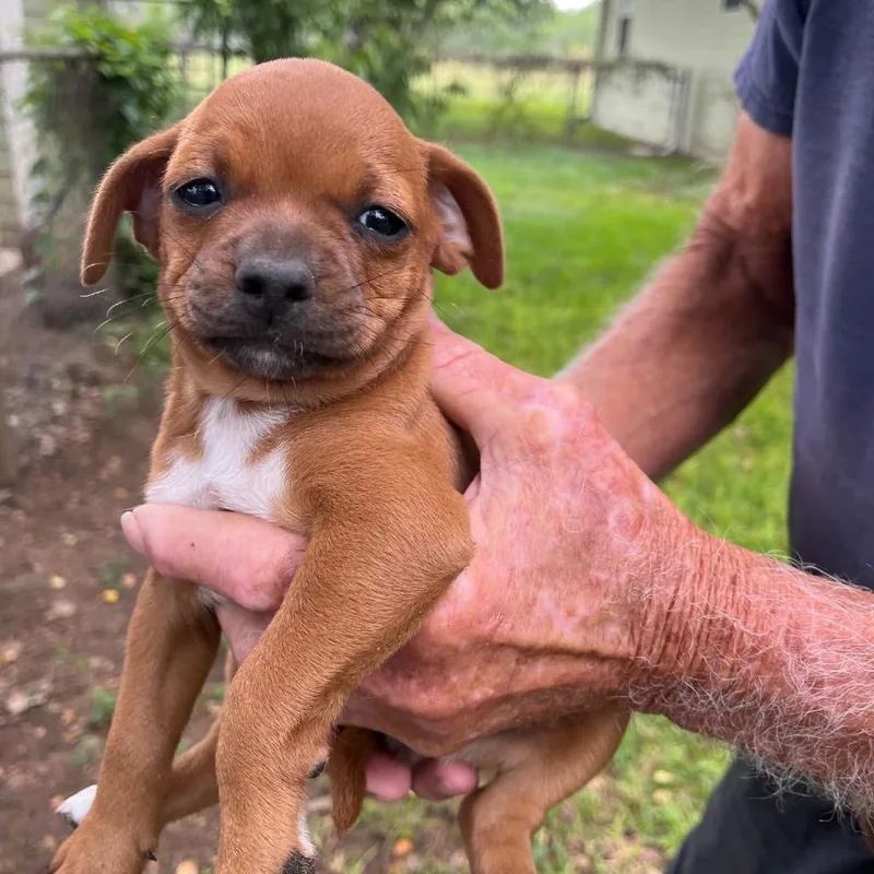 A baby medium-sized female Yellow / Tan / Blond / Fawn Mixed Breed dog named Lottie for adoption in Floresville, TX