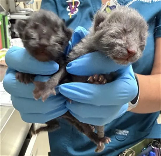 A baby small-sized female Domestic Short Hair cat named Gigi for adoption in Riverside, CA