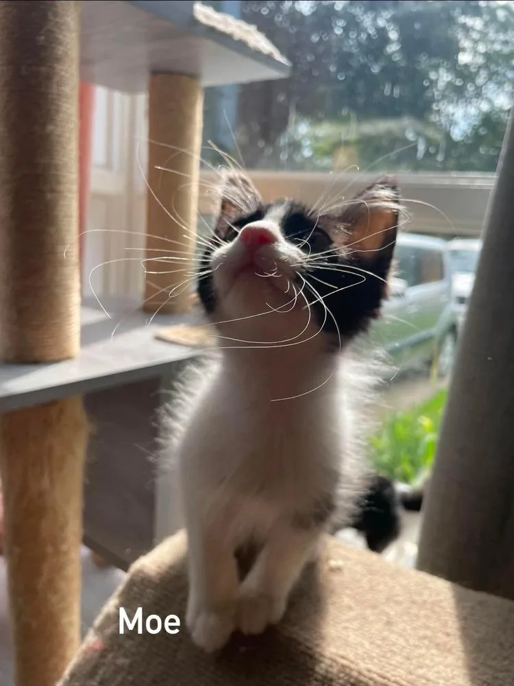 A baby small-sized male Black & White / Tuxedo Domestic Medium Hair cat named Moe for adoption in Chicago, IL