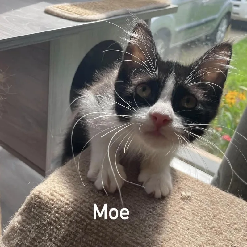 Moe thumbnail 2
