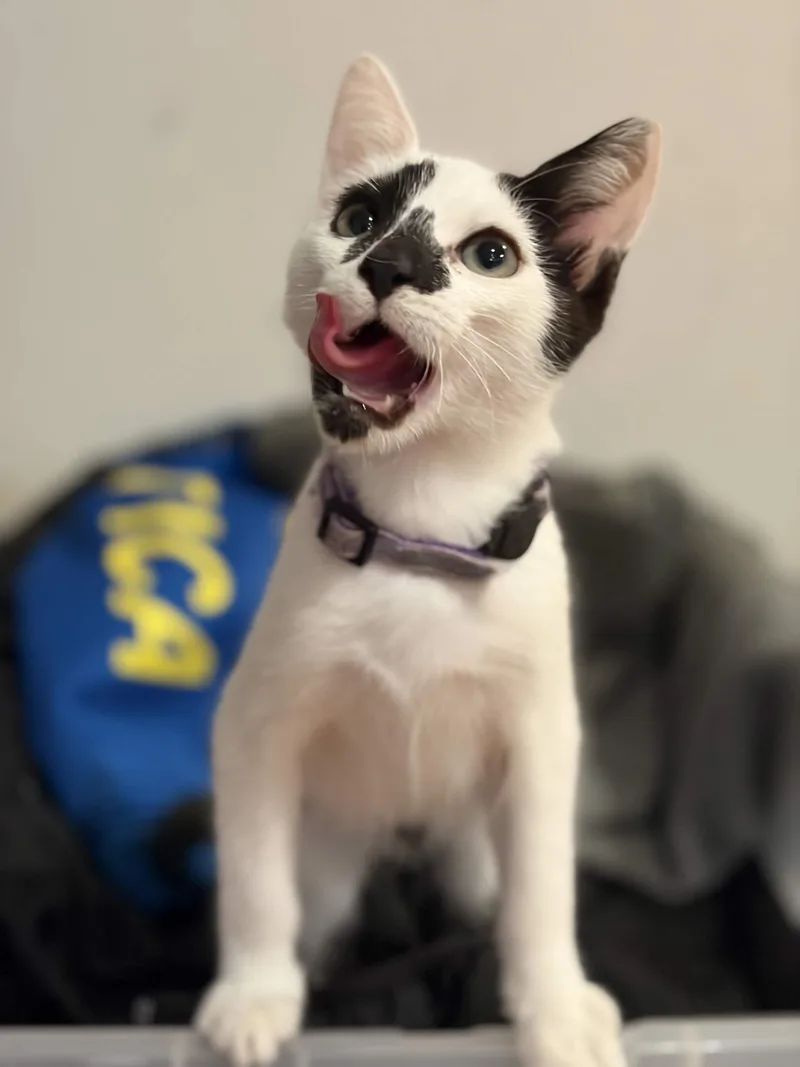 A baby medium-sized male Black & White / Tuxedo Domestic Short Hair cat named Noodles for adoption in Weehawken, NJ