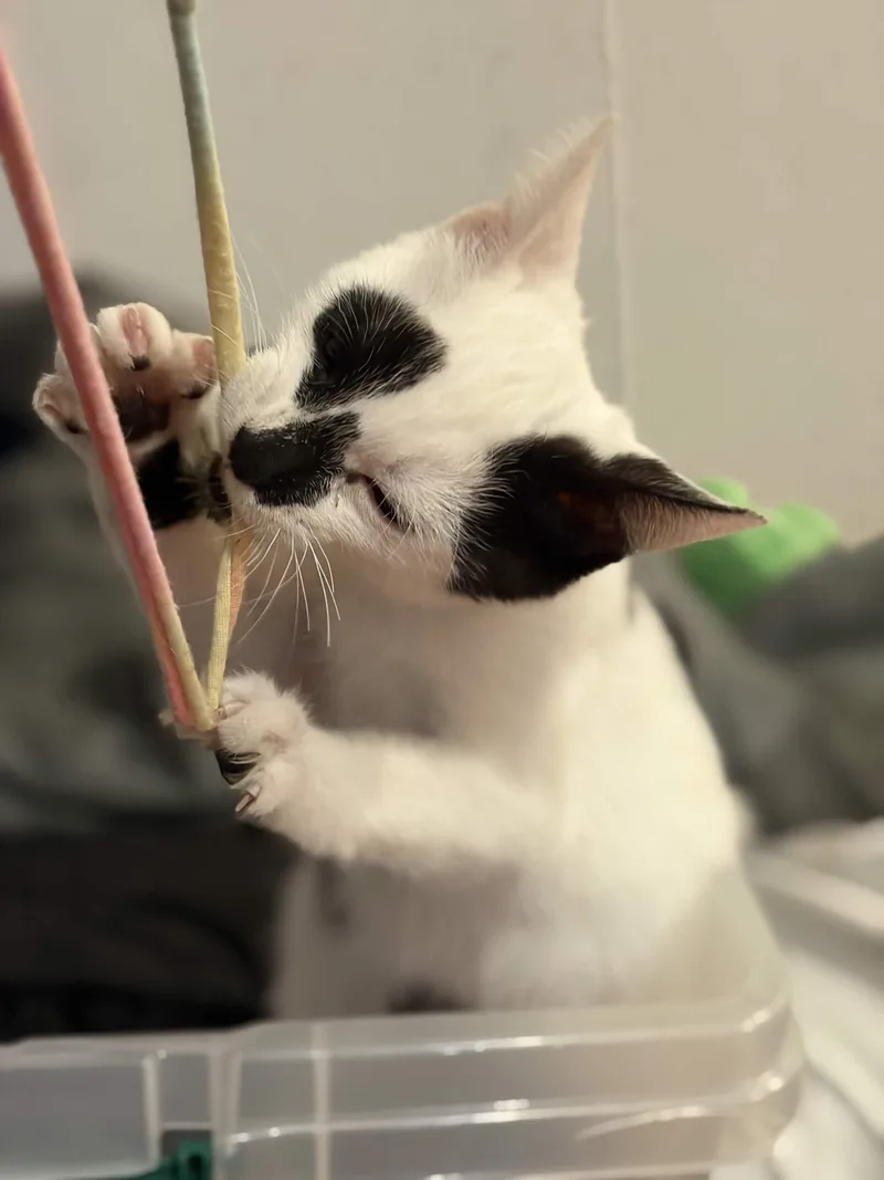 Noodles thumbnail 5