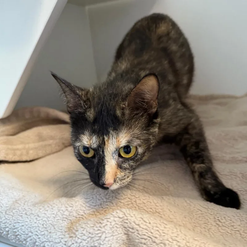 An adult medium-sized female Tortoiseshell Domestic Short Hair cat named Starlight for adoption in Port Richey, FL