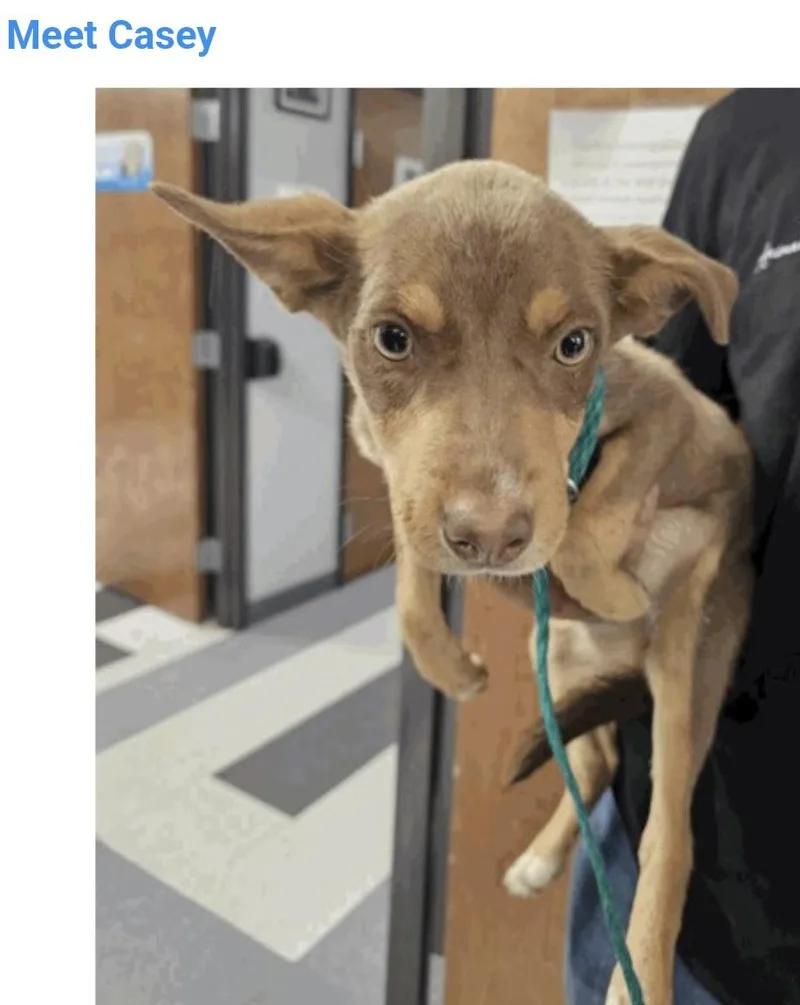 A young small-sized female Miniature Pinscher dog named Casey for adoption in Salt Lake City, UT