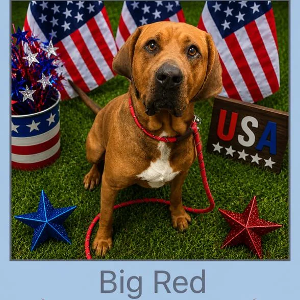 An adult large-sized male Red / Chestnut / Orange Mixed Breed dog named Big Red for adoption in Columbiana, AL