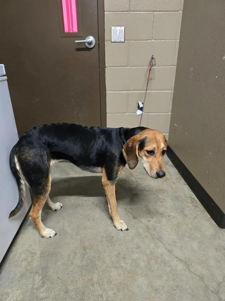 A young large-sized female Hound dog named Lady for adoption in Huntsville, TX